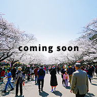 桜 coming soon